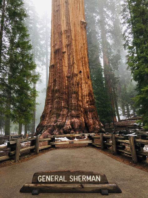 Big Trees California, General Sherman Tree, North America Road Trip, General Sherman, Biscayne National Park, Redwood National Park, Mangrove Forest, Best Snorkeling, Camping Aesthetic