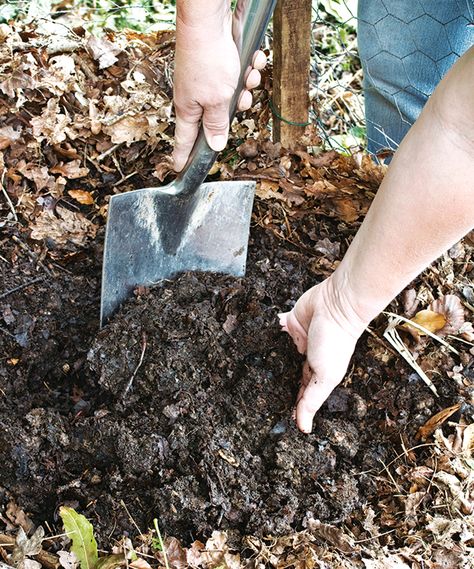 How to make soil more acidic: 7 ways to amend your soil's PH | Yellow Leaves On Plants, Acid Loving Plants, Uses For Coffee Grounds, Canvas Learning, Soil Testing, Soil Ph, Peat Moss, Pink Hydrangea, Soil Health