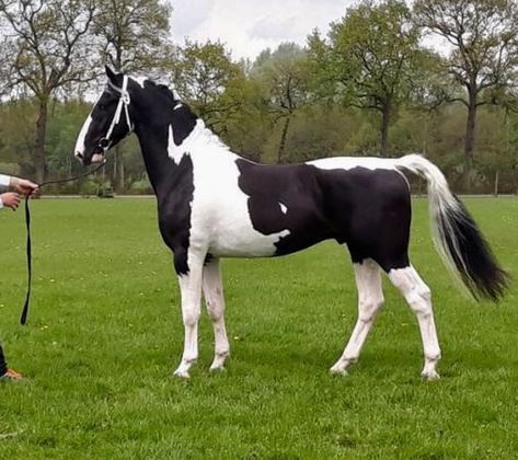 black tobiano - Dutch Harness Horse stallion Kylano HBC Black Tobiano Horse, Dutch Harness Horse, Tobiano Horse, Rdr2 Horses, Hackney Horse, Pinto Horses, Miniature Ponies, Horse Markings, Horse Coat Colors