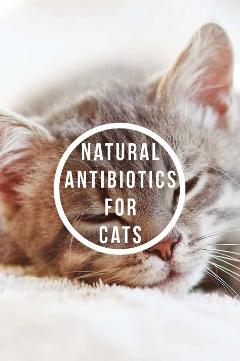 Natural antibiotics for cats - Health and care advice for your cat. Cat Remedies, Cat Cold, Natural Pet Care, Sick Cat, Cat Health Care, Natural Antibiotics, Cat Care Tips, Kitten Care, Natural Cat