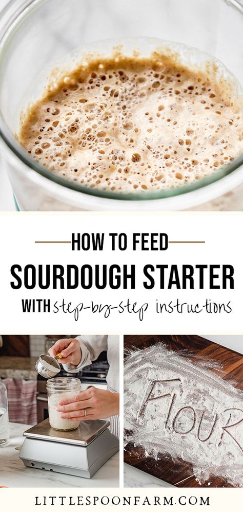 Best Sourdough Starter Recipe, Rye Sourdough Starter, Make Sourdough Starter, Homemade Yeast, Easy Sourdough Bread Recipe, Recipe Using Sourdough Starter, Sourdough Bread Starter, Dough Starter, Friendship Bread