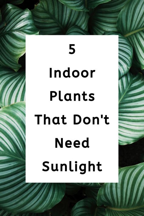 Plants That Don't Need Sunlight, Entry Way Plants Indoor, Palm Plant Indoor, Areca Palm Indoor, Bangkok Apartment, Indore Plants, Plants That Like Shade, Best Indoor Trees, Pub Ideas