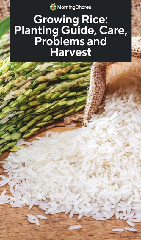 Upland Rice: Varieties, Growing Guide, Care, Problems and Harvest Growing Rice In Containers, Grow Rice At Home, How To Grow Rice, Growing Grains, Allotment Planning, Hawaii Garden, Farm Plants, Growing Rice, Rice Farming