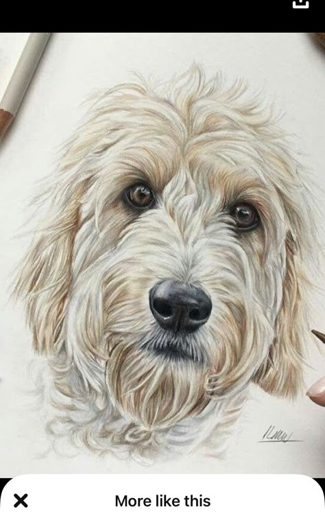 Goldendoodle Art Paintings, Golden Doodle Painting, Golden Doodle Drawing, Goldendoodle Drawing, Labradoodle Illustration, Labradoodle Watercolor, Labradoodle Drawing, Labradoodle Painting, White Labradoodle