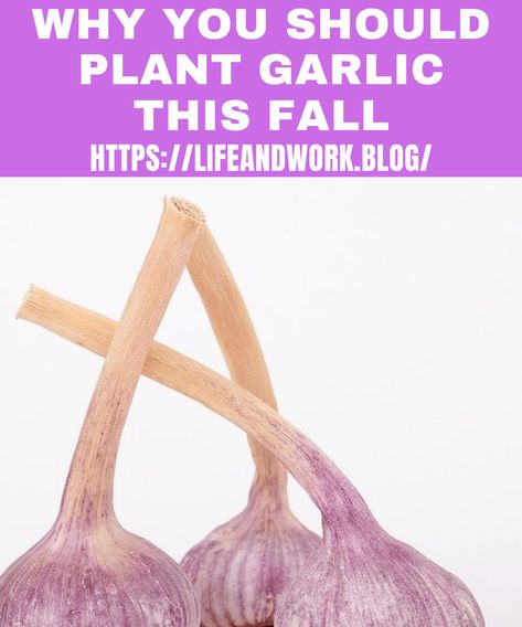 Planting Fall Garlic Plant Garlic, Hardneck Garlic, Harvesting Garlic, How To Store Garlic, Planting Garlic, Fall Planting, Garlic Benefits, Growing Garlic, How To Make Bacon