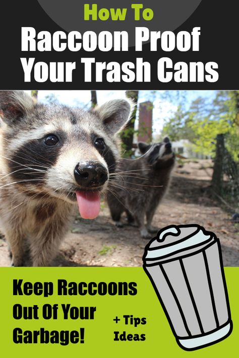 Raccoon proof trash can ideas. Learn how to safely and effectively deter and keep raccoons from getting into your garbage! Plus why do raccoons eat garbage anyway? See our complete list of the best raccoon proof trash cans and other ways to keep raccoons from getting into your outside garbage. #raccoons #diy #animals Trash Can Diy, Trash Can Ideas, Raccoon Repellent, Trash Can Storage Outdoor, Getting Rid Of Raccoons, Hide Trash Cans, Garbage Can Storage, Garbage Shed, Can Ideas