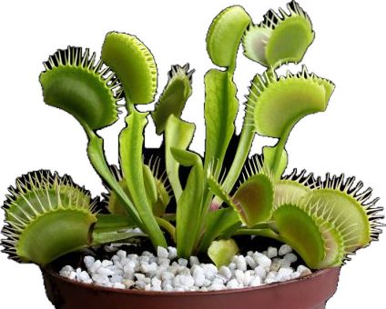 Large Venus Fly Trap, Insect Eating Plants, Venus Flytrap, Natural Pest Control, Fly Trap, Venus Fly Trap, Fly Traps, Peonies Garden, Carnivorous Plants