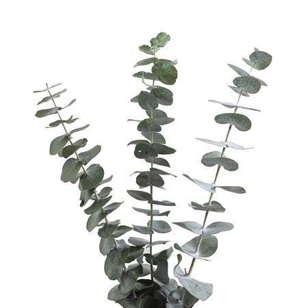 Baby Blue Eucalyptus (200 Stems) - Sam's Club Mark Baby, Baby Blue Eucalyptus, Types Of Eucalyptus, Blue Eucalyptus, Flower Identification, Powder Blue Color, Small Shrubs, Green Garland, Seeded Eucalyptus