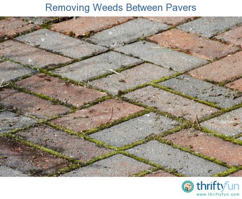 Moss Between Pavers, Pavers Patio Ideas, Pavers Patio, Brick Sidewalk, Killing Weeds, Diy Patio Pavers, Interlocking Pavers, Brick Paver Patio, Growing Moss