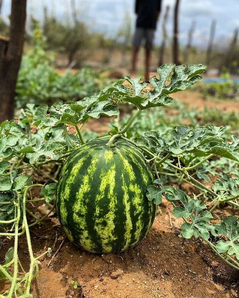 Korean Garden, Watermelon Plant, Fruit Photography, Plant Photography, Cute Couple Selfies, Garden House, Growing Vegetables, Melon, Agriculture