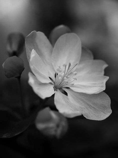 black and white photography . flowers . Flowers Black And White, Black And White Nature, Nature Photography Flowers, White Nature, Photography Flowers, Texture Photography, Black And White Landscape, Park Photography, Flowers Black