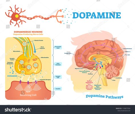 Dopamine vector illustration. Labeled diagram with its action and pathways. Scheme with closeup presynaptic axon, terminal, synaptic cleft, dendrite and receiving cells. #Ad , #Sponsored, #action#diagram#Scheme#pathways Ventral Tegmental Area, Infographic Diagram, Nucleus Accumbens, Serotonin Syndrome, Enteric Nervous System, Illustration Infographic, Frontal Lobe, Limbic System, Brain Anatomy