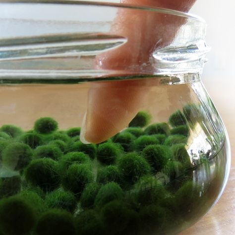 Nano Marimos For Your Aquarium (Set of 3) Marimo Moss Ball Aquarium, Marimo Aquarium, Moss Ball Aquarium, Marimo Moss Ball Terrarium, Amazing Aesthetic, Aquarium Set, Marimo Moss Ball, Marimo Moss, Indoor Water Garden