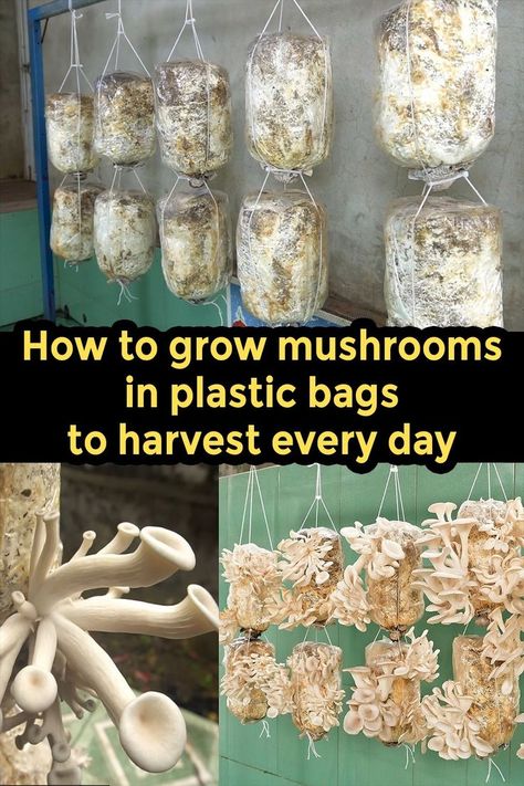 Discover the simple, sustainable way to grow mushrooms at home using plastic bags. This guide covers everything from substrate preparation to daily harvest, perfect for urban growers and DIY enthusiasts. Start your mushroom farming journey today! Preserving Mushrooms For Decoration, Mushroom Farming At Home, Farming Mushrooms, Cabin Greenhouse, Mushroom Board, Growing Mushrooms Indoors, Grow Mushrooms At Home, Foraging Mushrooms, How To Grow Mushrooms