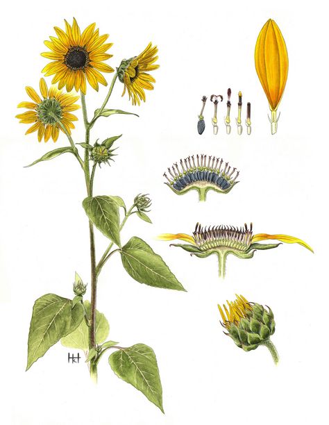 Sunflower Scientific Illustration, Wild Sunflower Drawing, Sunflower Botanical Illustration Vintage, Sunflower Vintage Illustration, Scientific Drawings Of Plants, Sunflower Botanical Illustration, Wild Sunflower Tattoo, Sunflower Anatomy, Botanical Sunflower