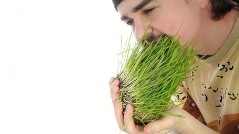 Eating Grasses: The Top 17 Edible Types Of Grass - SHTF DAD Edible Grass, Star Wars Food, Types Of Grass, My Bible, Survival Skills, Grasses, How To Cook, Different Types, The Universe