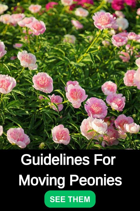 Discover the ideal timing for transplanting peonies with these insightful tips. Learn when it's best to relocate these gorgeous flowers to ensure a successful transition and continued bloom. Explore the secrets behind transplanting peonies for a thriving garden! When To Transplant Peonies, Peonies Transplanting, How To Transplant Peonies, Moving Peonies, Transplanting Peonies, Transplant Peonies, Planting Peonies, Peony Root, Growing Peonies