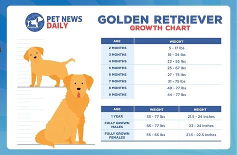 Golden Retriever Growth Chart: Size, Weight Calculations - Pet News Daily Golden Retriever Growth Chart, Puppy Growth Chart, Golden Retriever Grooming, Puppy Stages, Golden Puppies, Weight Charts, Weight Calculator, Golden Puppy, Dog Weight