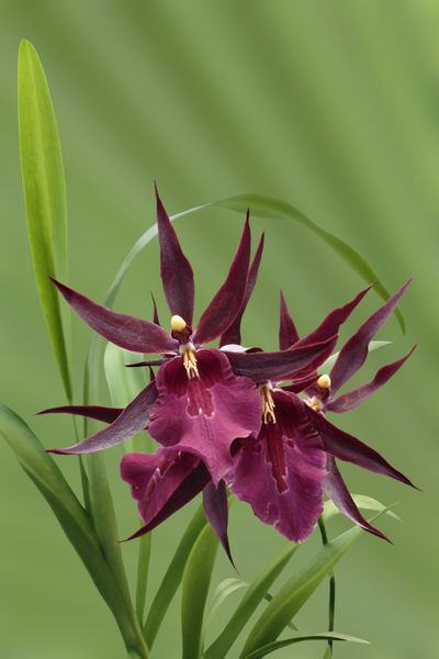 Miltassia 'Royal Robe' Orchid Photography, Exotic Orchids, Unusual Flowers, Orchid Care, Purple Orchids, Orchid Plants, Beautiful Orchids, Rare Flowers, Exotic Plants