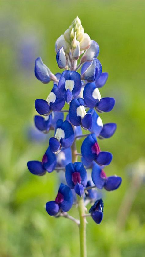 Such a perfect shade of blurple!! Blue Bonnet Painting, Bees In Flowers, Bluebonnet Pictures, Texas Blue Bonnets, Bluebonnets Texas, Memorial Beads, Texas Wildflowers, State Flowers, Blue Bonnet