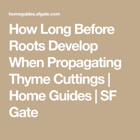 How Long Before Roots Develop When Propagating Thyme Cuttings | Home Guides | SF Gate Red Creeping Thyme, Growing Thyme, Thyme Plant, Creeping Thyme, Rooting Hormone, Thyme, Gate, Red