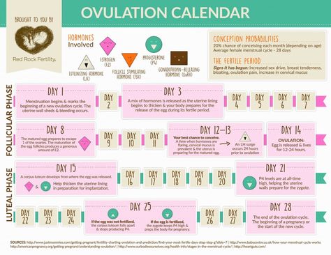 graphic ovulation calendar to help you easily understand ovulation How To Track Ovulation Cycle, Cycle Infographic, Ovulation Pain, Ovulation Calendar, Menstruation Cycle, Ovulation Cycle, Ovulation Tracking, Health Infographics, Ovulation Test