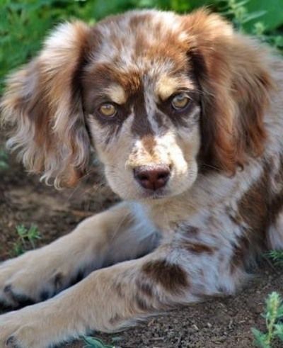 australian_shepherd_and_cocker_spaniel Aussie Doxie, Pretty Puppy, Delicious Lasagna, Cocker Spaniel Mix, Lasagna Recipes, Dog Advice, Australian Shepherd Puppy, Australian Shepherd Mix, Australian Shepherd Dogs