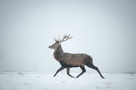 Red Deer Deer Walking, Deer Reference, Deer Fly, Funny Deer, Fawns Deer, Deer Photos, Animal Reference, Red Deer, Lovely Animals