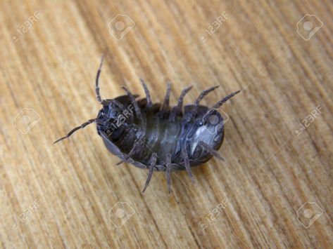 Pill Bugs, Pill Bug, Roly Poly, On Back, Bugs, Insects, Stock Photos, Animals, Quick Saves