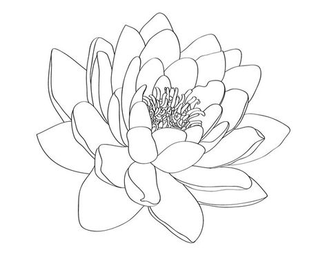 Water Lily Drawing, Lotusblume Tattoo, Lily Water, Bild Gold, Water Lily Tattoos, Lotus Drawing, Lily Tattoo Design, Tattoo Lotus, Lilies Drawing