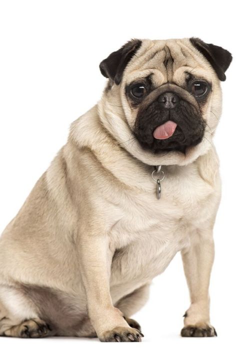 Pug Pics, Pug Mug, Pug Pictures, Pug Dogs, Lion Art, A Pug, The Tongue, The Pug, Favorite Animals