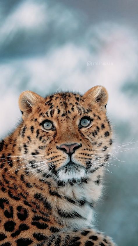 Leopard Portrait Photography, Amur Leopard Photography, Amur Lepord, Amur Leapord, Sony Fx3, Baby Tigers, Serval Cats, Sand Cat, Amur Leopard