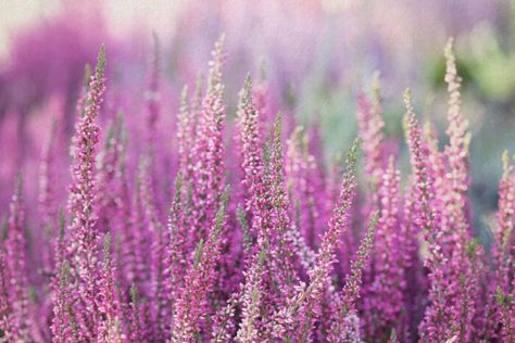 56 Beautiful Summer Flowers That Will Transform Any Exterior Heather Meaning, Heather Wreath, Heather Flower, Purple Flowers Garden, Heather Plant, Flower Meanings, Flower Fairies, Flowering Shrubs, Beautiful Summer