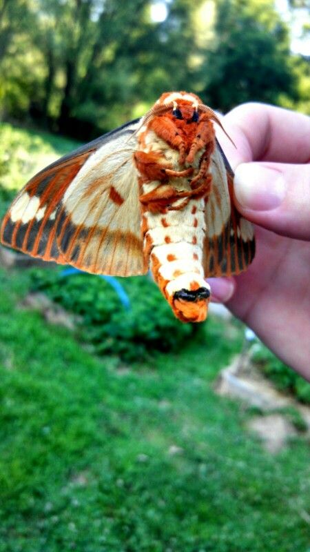 Giant Wood Moth, Royal Walnut Moth, Moth Snuggles, Regal Moth, Silk Moths, Beautiful Moths, Poodle Moth, Giant Moth, Silk Moth