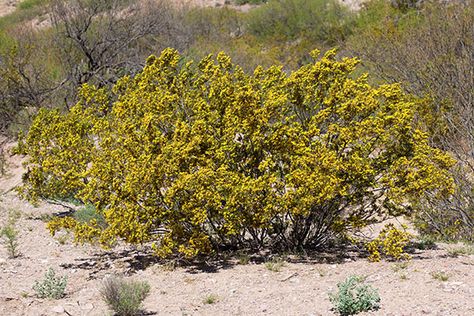 Creosote-bush Larrea tridentata Greasewood Creosote Bush, Mexican Sycamore Tree, Pontederia Cordata, Metasequoia Glyptostroboides, Aristolochia Leuconeura, Sonoran Desert, Desert Landscaping, Native Plants, Google Images