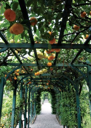 Traditional Garden in Tremezzo, Italy Villa Carlotta, Citrus Garden, Garden Vines, Meteor Garden 2018, Italian Garden, Traditional Garden, Traditional Landscape, Orange Tree, Fruit Garden