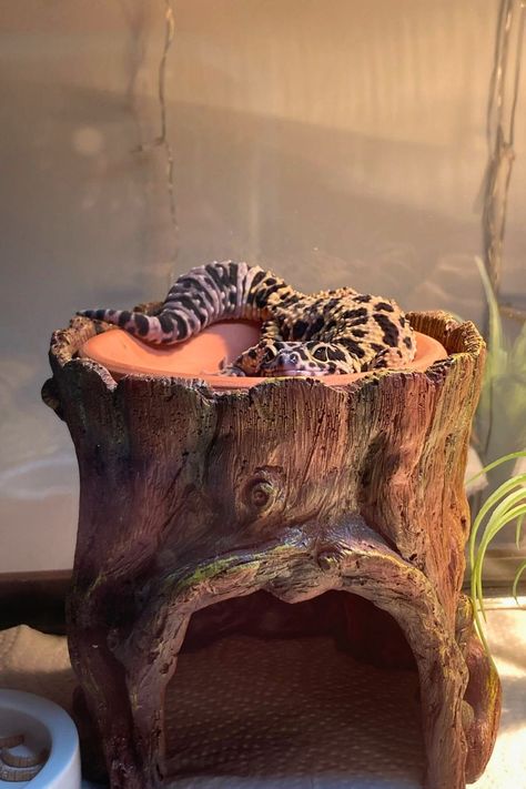 Do you need inspiration to revamp your leopard gecko tank? For your inspiration, we've compiled 36 unique ideas. Leopard Gecko Cage Ideas, Gecko Tank, Diy Leopard Gecko Enclosure, Leopard Gecko Enclosure, Leopard Gecko Tank Ideas, Leopard Gecko Enclosure Ideas, Leopard Geckos, Leopard Gecko Terrarium Ideas, Leopard Gecko Diet