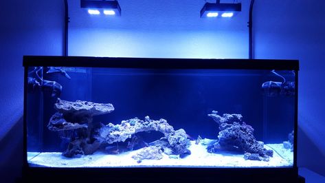 Show me your 75 gallon aquascapes | REEF2REEF Saltwater and Reef Aquarium Forum 75 Gallon Aquascape, Reef Tank Aquascaping, 75 Gallon Aquarium, Peace Building, Reef Tanks, Rock Sculpture, Aquascape Aquarium, Saltwater Tank, Beyond The Sea