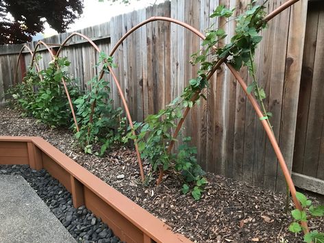 Backyard blackberry espalier. Blackberry Fence Ideas, Blackberry Bush Trellis Garden Ideas, Backyard Berry Garden Design, Blackberry Growing Trellis, Blackberry Garden Trellis, Blackberry Patch Ideas, Blackberry Raised Bed, Blackberry Support Ideas, Blackberry Plants Trellis