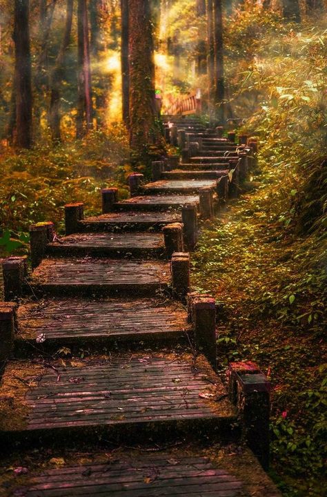 I don't care how long it takes, I am going somewhere beautiful. Forest Staircase, Outside Stairs, Rainforest Trees, Stairs To Heaven, Outdoor Deco, Fantasy Decor, Forest Garden, Nature View, Poster Background Design