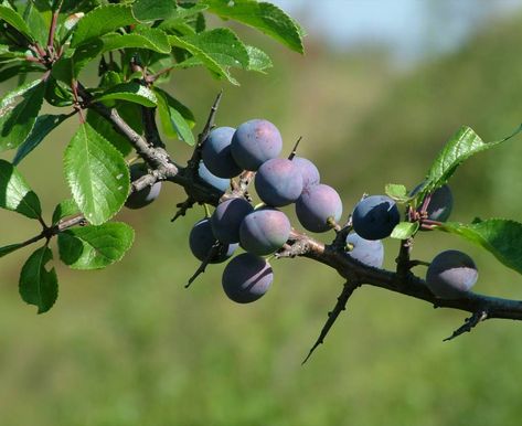 Blackthorn Tree, Sloe Berries, Black Berries, Photo C, Peach Trees, Fruit Tree, Rose Family, Flower Fairies, Summer Projects