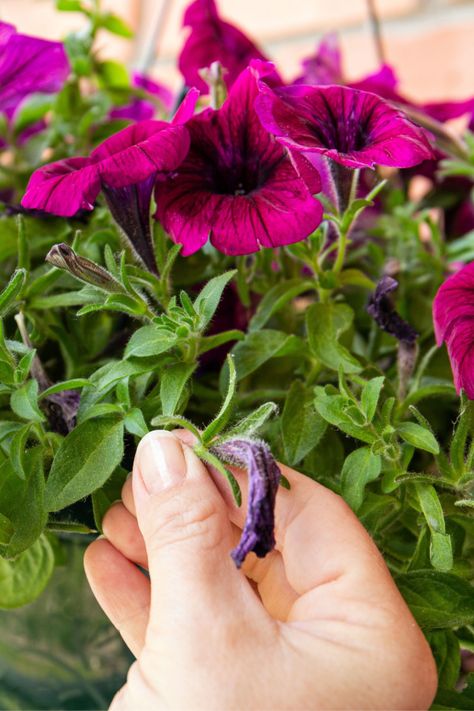 How To Keep Petunias Flowering - 3 Secrets To More Blooms! Deadheading Petunias, Growing Petunias, Petunias In Flower Beds, Petunia Flower Bed, Petunias In Pots Planters, How To Deadhead Petunias, Petunia Care Tips, How To Prune Petunias, Caring For Petunias