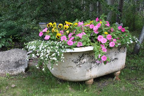 Found old tubs at the salvage place today...will have one in the yard (but I think ours will be red...or maybe turquoise) Garden Bathtub, Old Bathtub, Garden Container, Container Ideas, Unique Planter, Garden Containers, Unique Gardens, Diy Planters, Garden Cottage