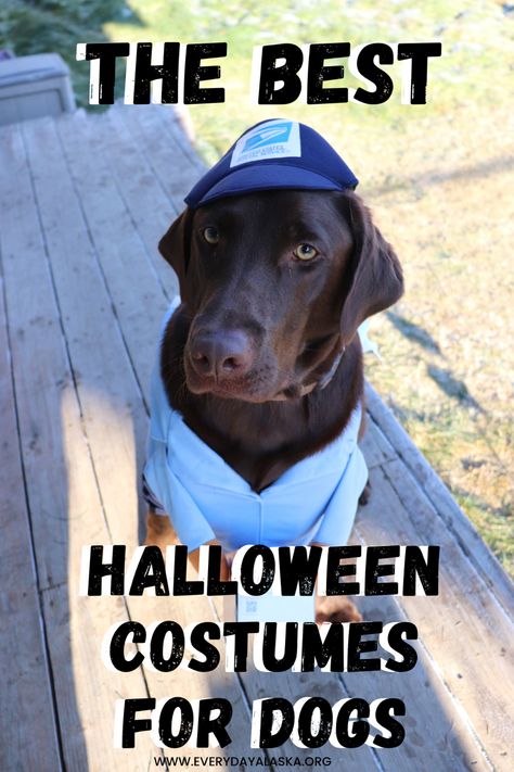 A chocolate lab in a USPS Halloween costume. Postal Worker Costume, Halloween Costumes For Dogs, Taco Costume, Hotdog Dog, Costumes For Dogs, Giraffe Costume, Dino Costume, The Best Halloween Costumes, Diy Dog Costumes