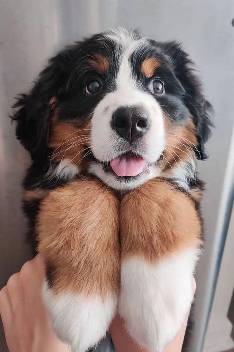 Bernese Mountain Dog Puppy Burnese Mountain Dog, Burmese Mountain Dogs, Bernese Puppy, Bernese Dog, Labrador Noir, Bernese Mountain Dog Puppy, Mixed Breed Dogs, Mountain Dog, Bernese Mountain