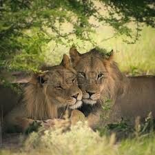 Lion Pair, Panthera Leo, Lions Photos, Lion Love, Lion And Lioness, Botswana, Big Cats, Wildlife Photography, Wild Cats