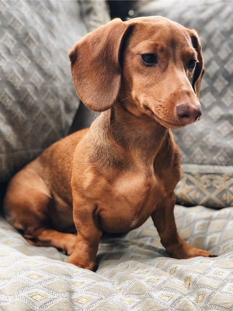 Smooth Dachshund, Daschund Dog, Daschund Puppies, Puppy Dachshund, Brown Dachshund, Black Dachshund, Dog Angel, Dachshund Puppy Miniature, Very Cute Puppies