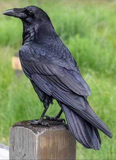 Pictures Of Ravens, Raven Side Profile, Crow Side Profile, Crow Reference Photo, Crow Drawing Reference, Raven Reference, Crow Reference, Aesthetic Crow, Crow Aesthetic