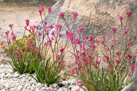 Gardening 101: Kangaroo Paw - Gardenista Kangaroo Paw Plant, Australian Native Garden, Drought Tolerant Garden, Plant Catalogs, Australian Garden, Australian Native Plants, Kangaroo Paw, Front Yard Ideas, Easy Care Plants