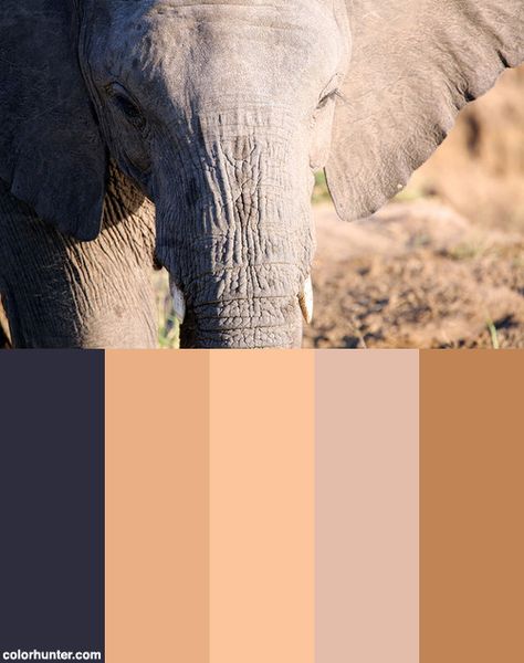 Elephant, Malamala Game Reserve, South Africa Color Scheme from colorhunter.com South Africa Color Palette, Africa Colour Palette, Elephant Color Palette, Africa Color Palette, Safari Interior Design, Bathroom Ideas Color, Sarah Renae Clark, Safari Quilt, Fashion Color Palette